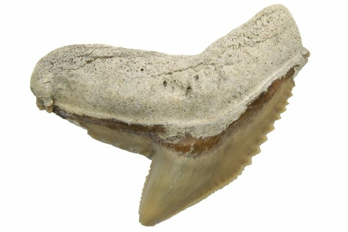 Fossil Tiger Shark (Galeocerdo) Tooth - Aurora, NC #237987